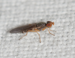 Anthomyza