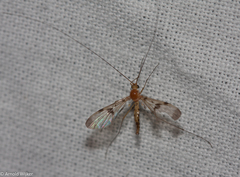 Macrocera phalerata