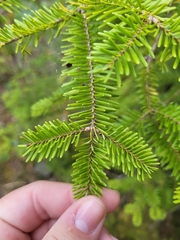Abies balsamea image