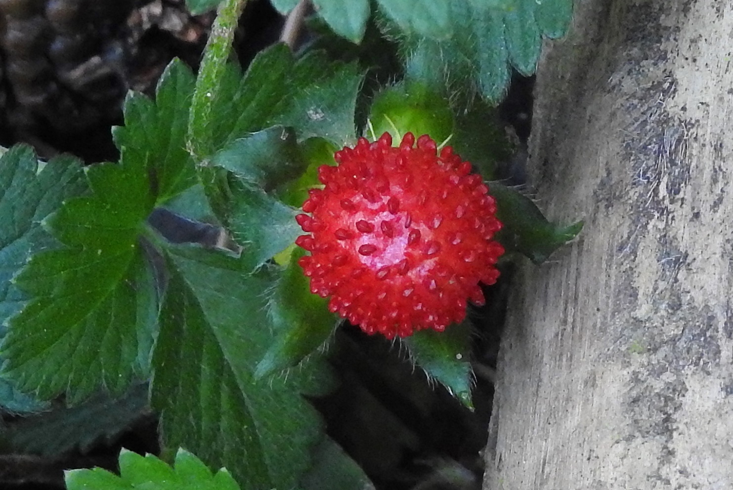 Potentilla indica
