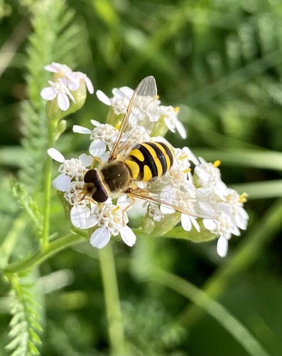 Common Flower Flies