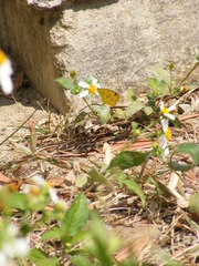 Eurema hecabe hecabe