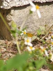 Eurema hecabe hecabe