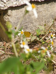 Eurema hecabe hecabe