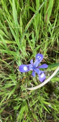 Moraea sisyrinchium