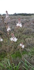Asphodelus ramosus