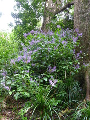 Plectranthus ecklonii