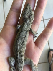 Homopholis walbergii