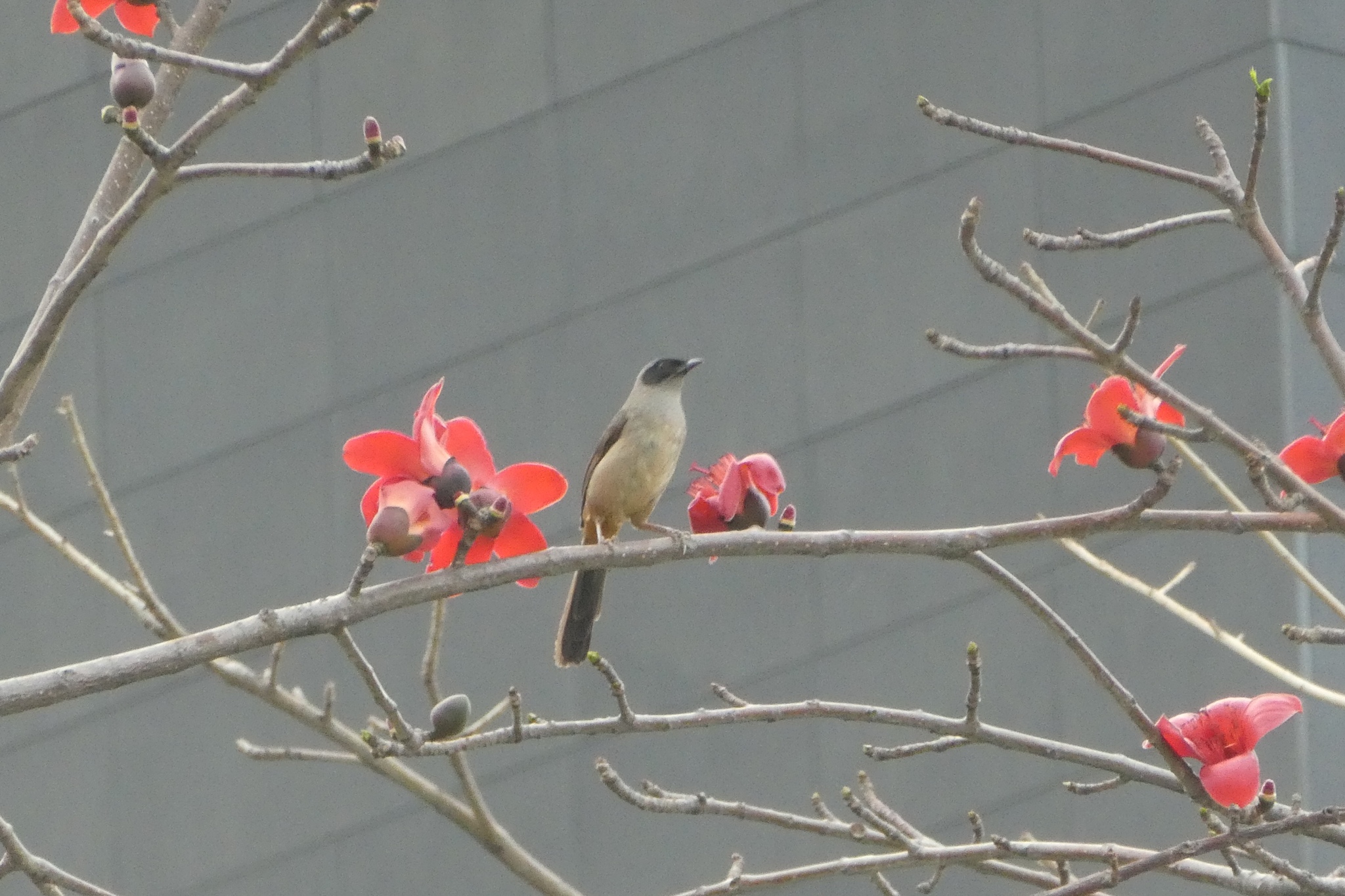 Masked Laughingthrush