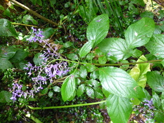 Plectranthus ecklonii