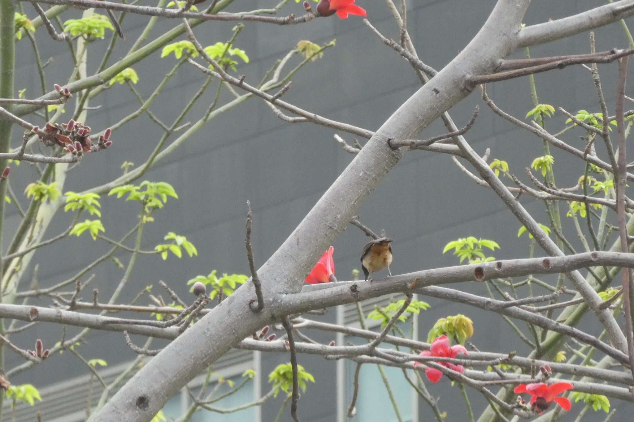 Masked Laughingthrush