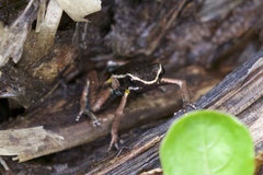Yurimaguas Poison Frog photo 4