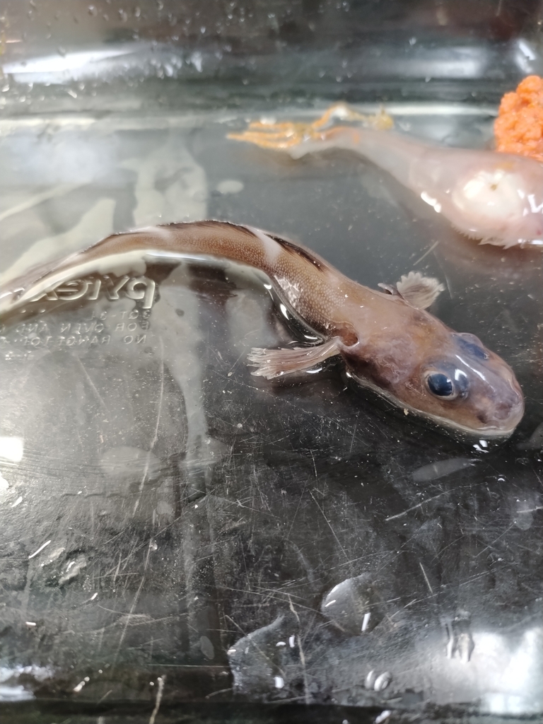 Doubleline eelpout (Lycodes eudipleurostictus) — Zoarcidae