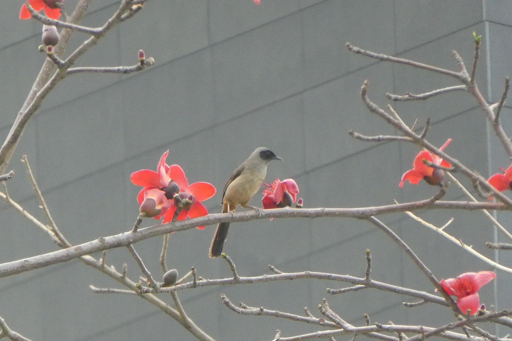 Masked Laughingthrush