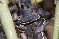 Yurimaguas Poison Frog photo 3