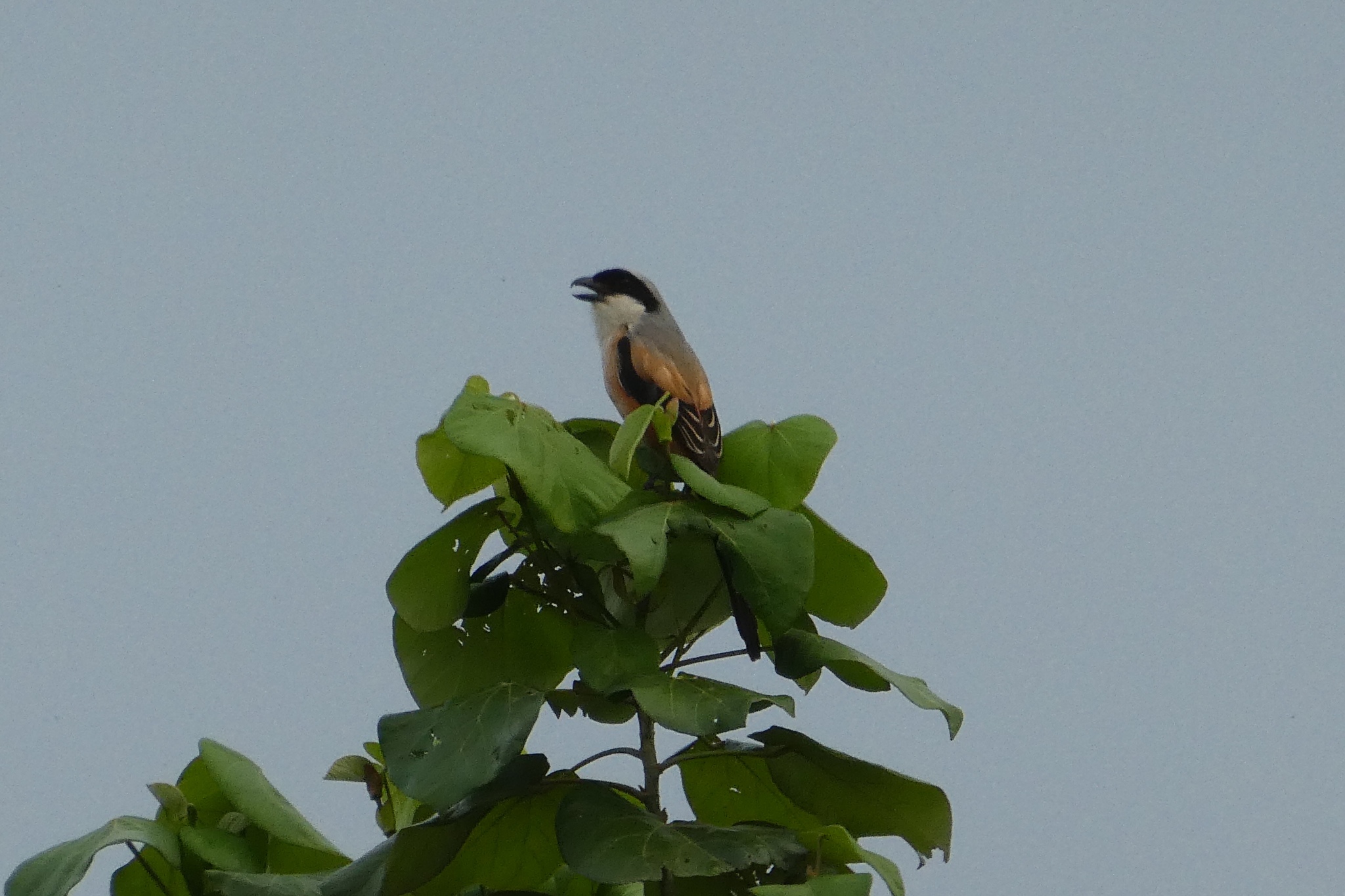 Long-tailed Shrike
