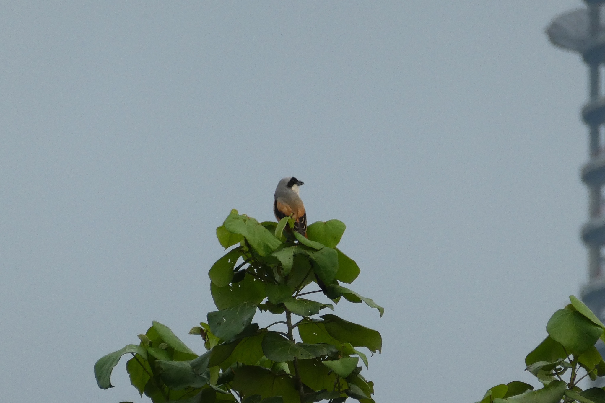 Long-tailed Shrike