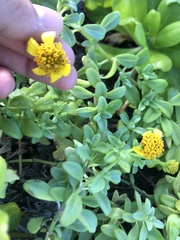 Lipochaeta integrifolia