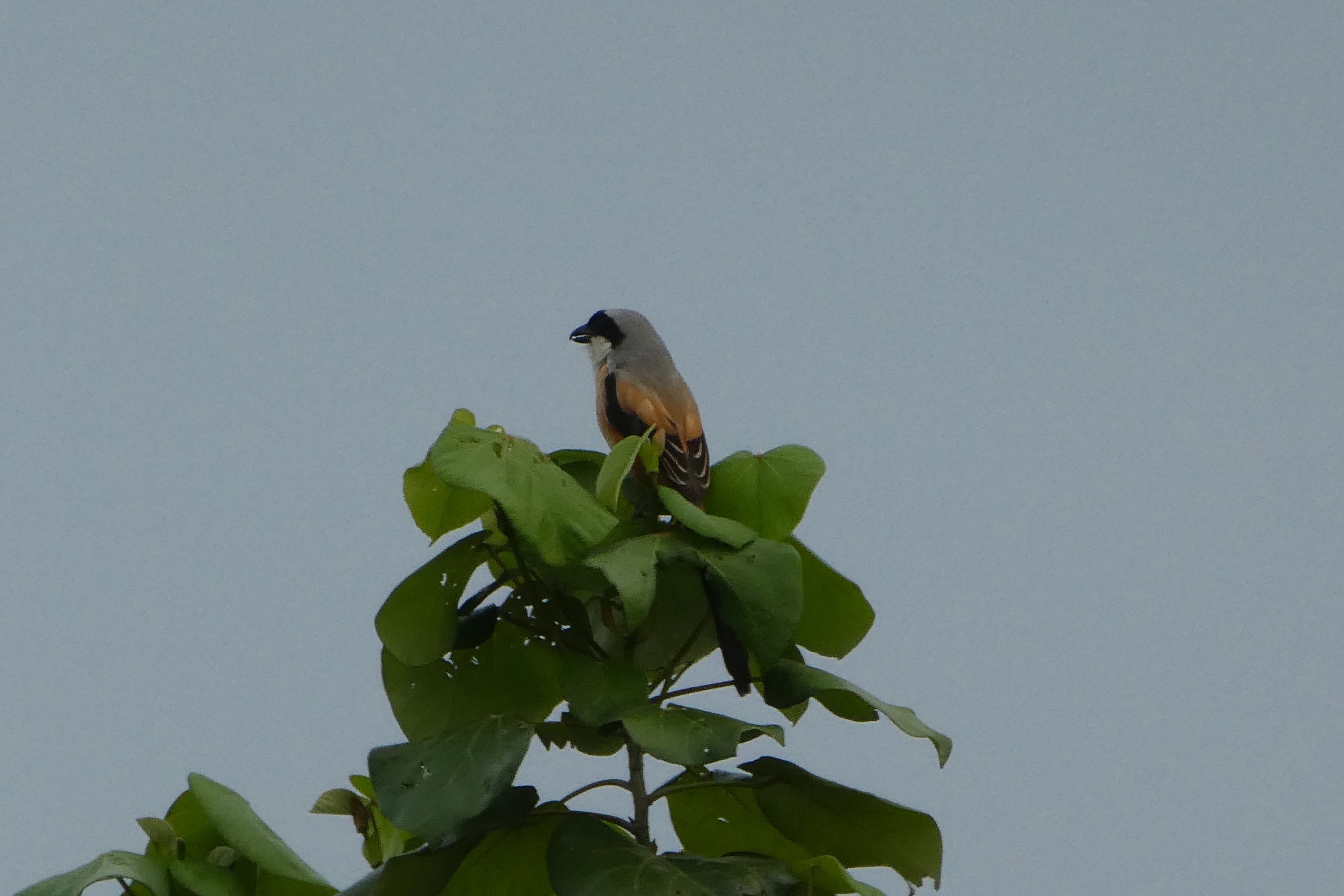Long-tailed Shrike