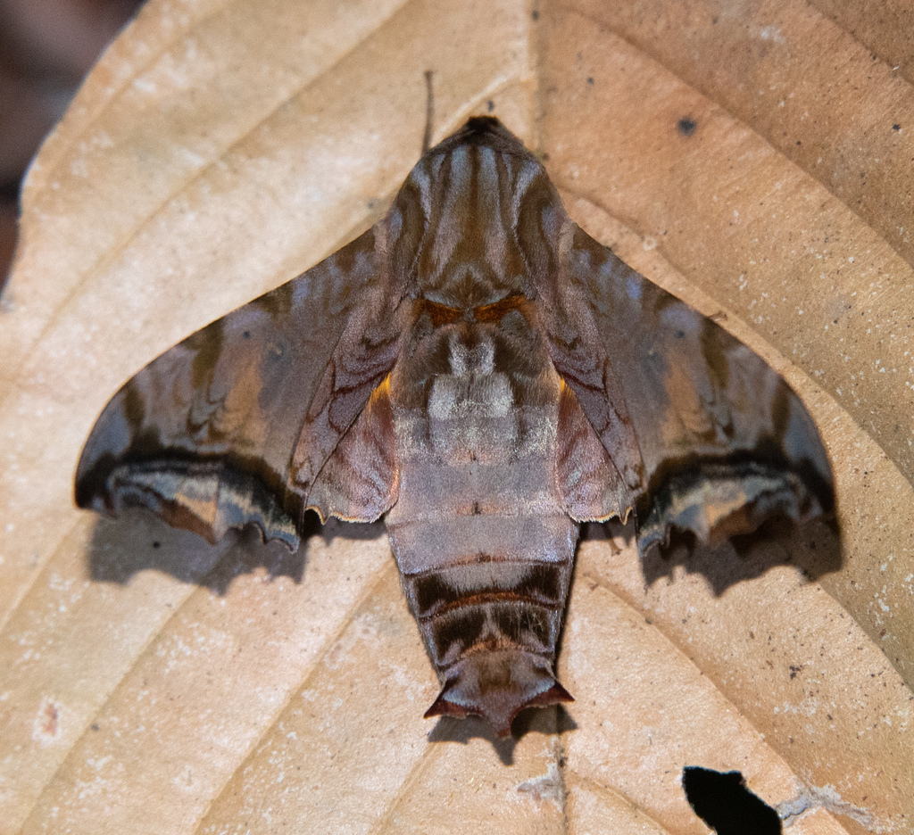 Nyceryx stuarti