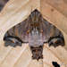 Nyceryx stuarti - Photo (c) Don Loarie, some rights reserved (CC BY), uploaded by Don Loarie