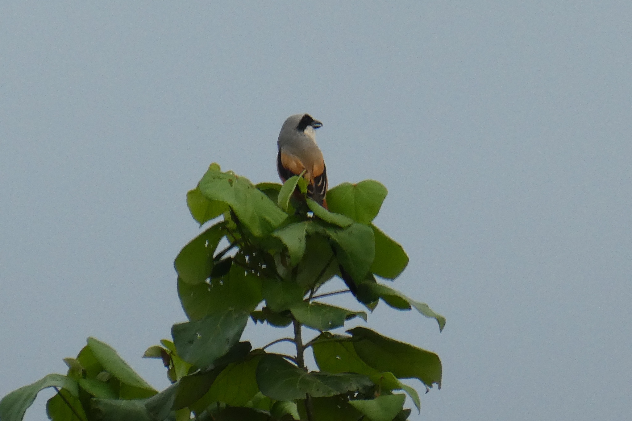 Long-tailed Shrike