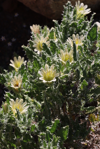 Image of White Nectarcup by (c) Tony Rebelo, some rights reserved (CC BY-SA)