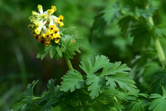 Corydalis nobilis