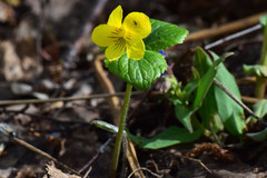 Viola uniflora