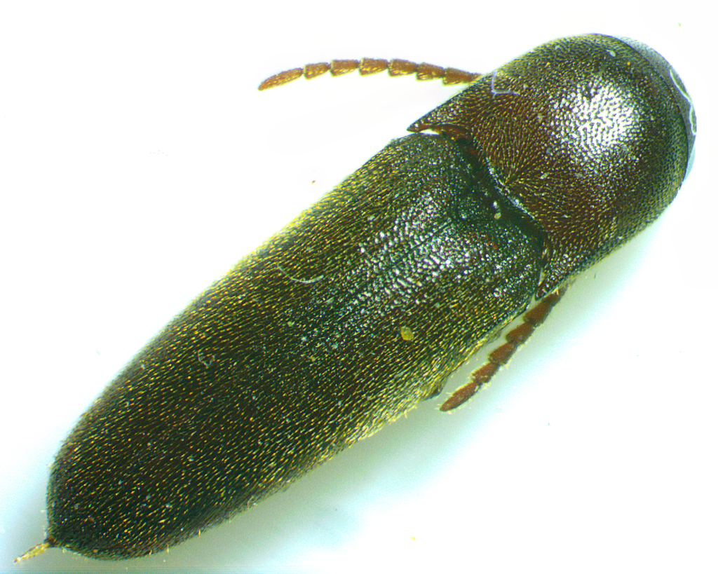 Dirrhagofarsus unicolor
