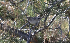 Psaltriparus minimus