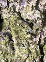 Desmococcus olivaceus