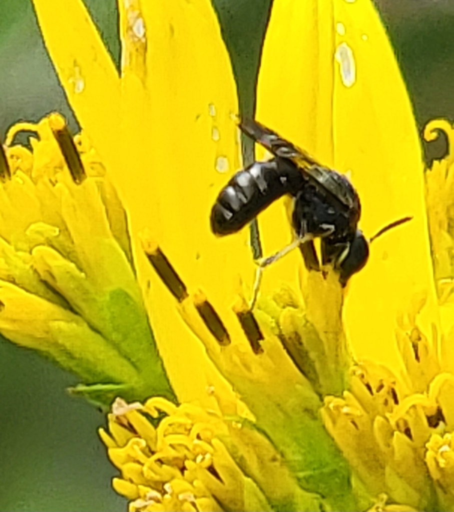 Pseudopanurgus rugosus