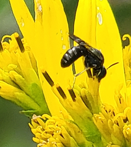 Pseudopanurgus rugosus