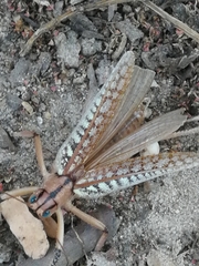 Pseudophyllinae
