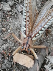 Pseudophyllinae