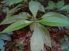 Image of Psychotria panamensis