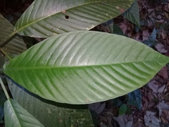 Psychotria panamensis