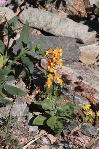Image of Nemesia williamsonii by (c) Tony Rebelo, some rights reserved (CC BY-SA)