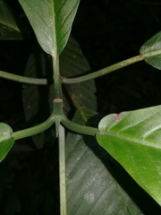 Psychotria panamensis