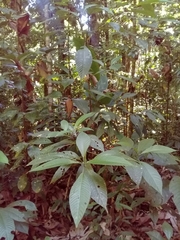 Psychotria panamensis