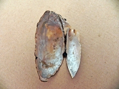 Strophitus undulatus