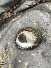 Nerita funiculata