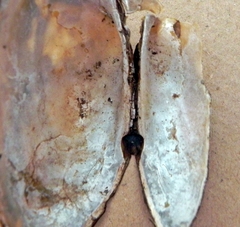 Strophitus undulatus