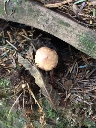 Neolentinus kauffmanii image