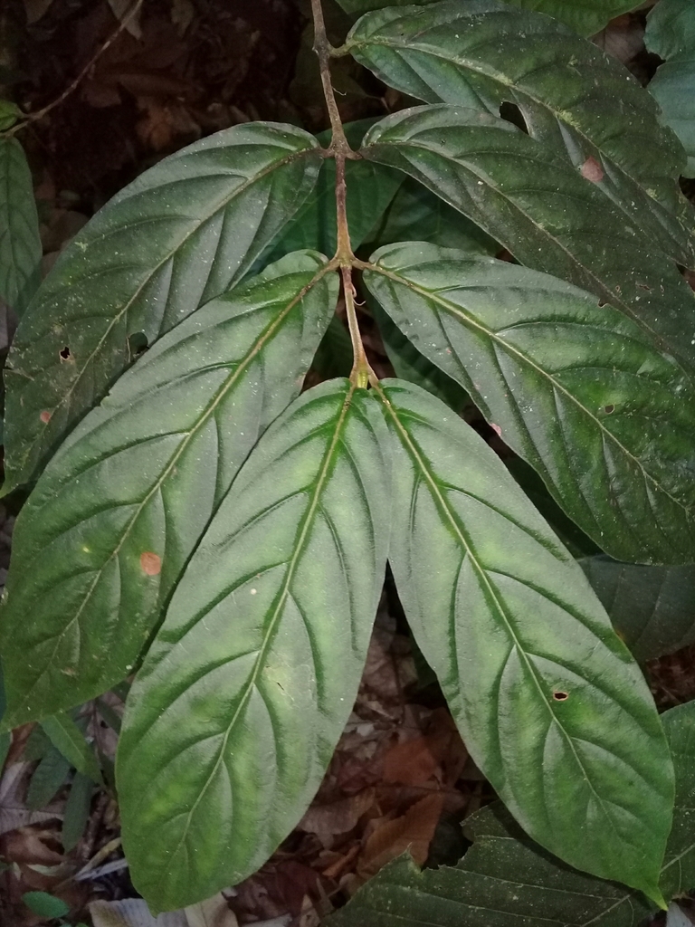 Bertiera bracteosa
