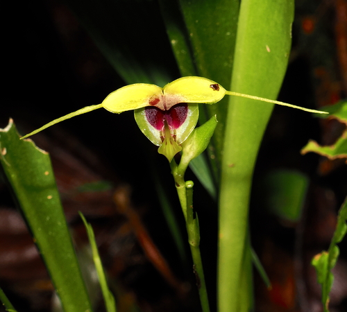 Scaphosepalum grande, photograph 5