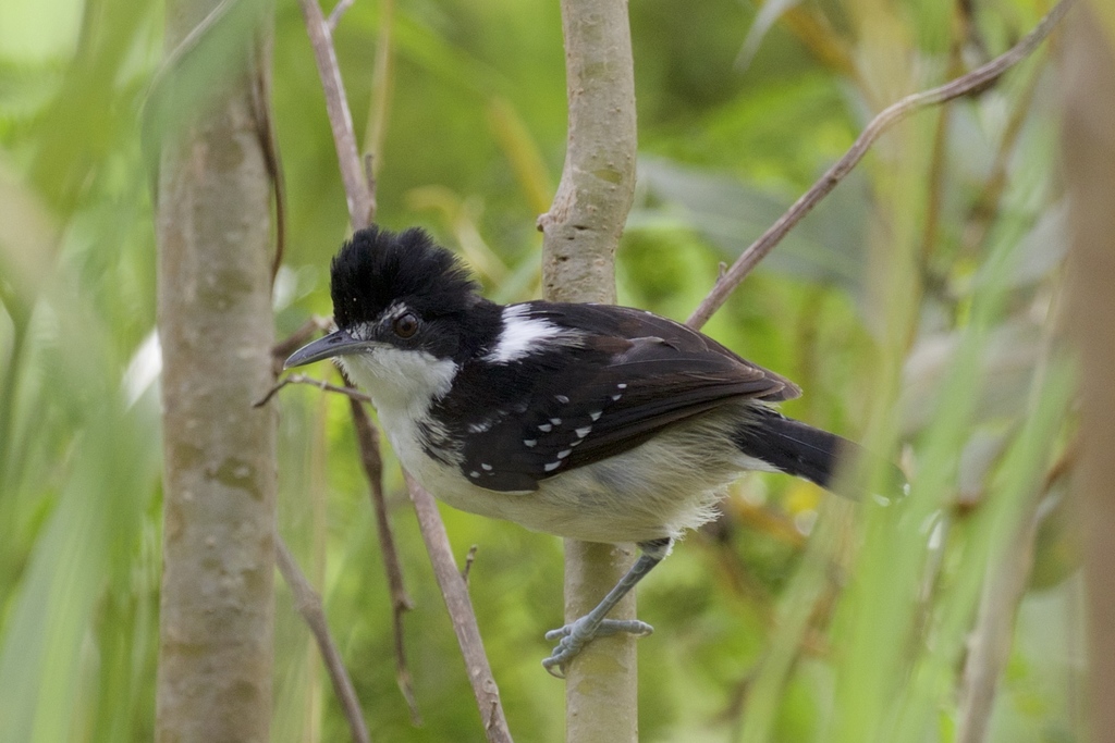 Black-And-White Antbird