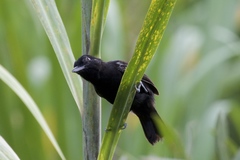 Castelnau's Antshrike photo 3