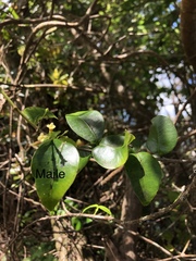 Alyxia stellata